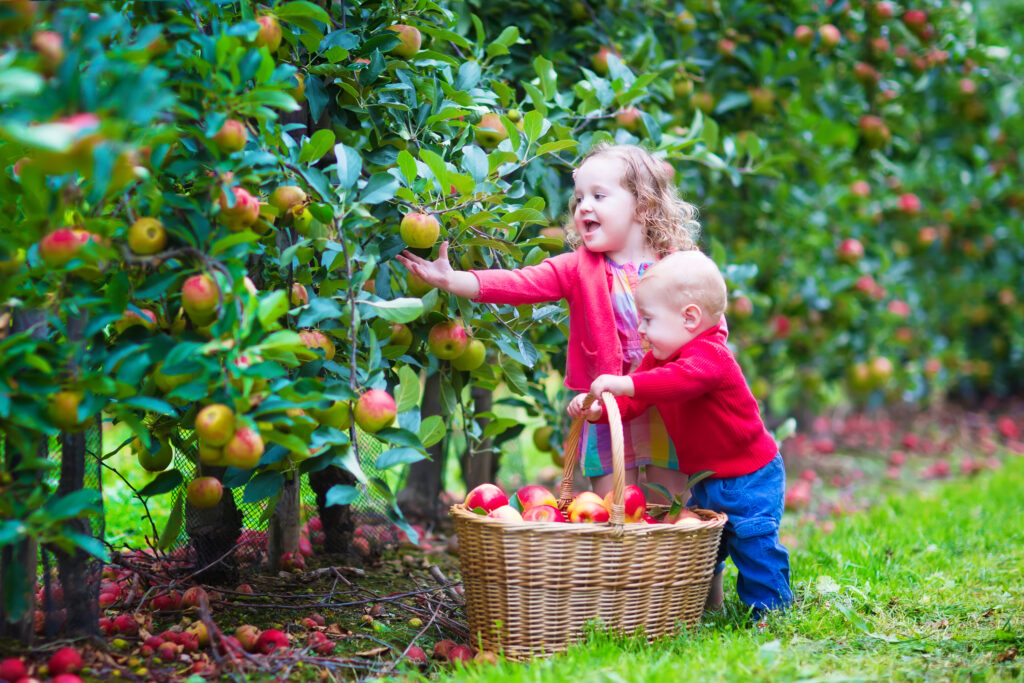 Happy little children, toddler girl and funny baby boy, playing together in a apple garden next to a basket