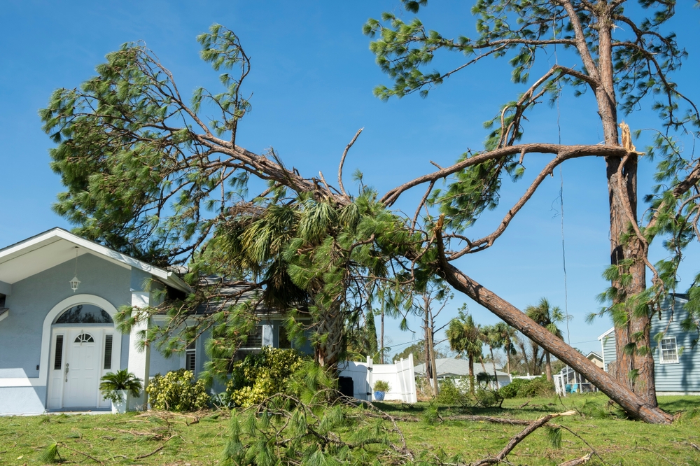 fallen tree on house